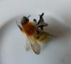 Bombus pascuorum